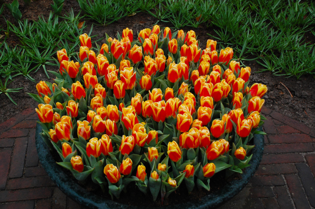 Keukenhof tulipánok