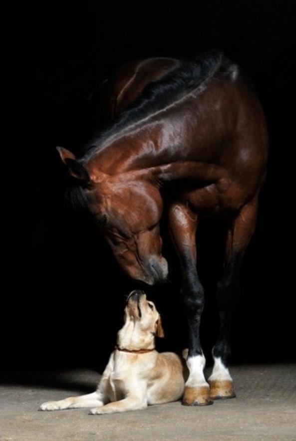 ló és kutya
