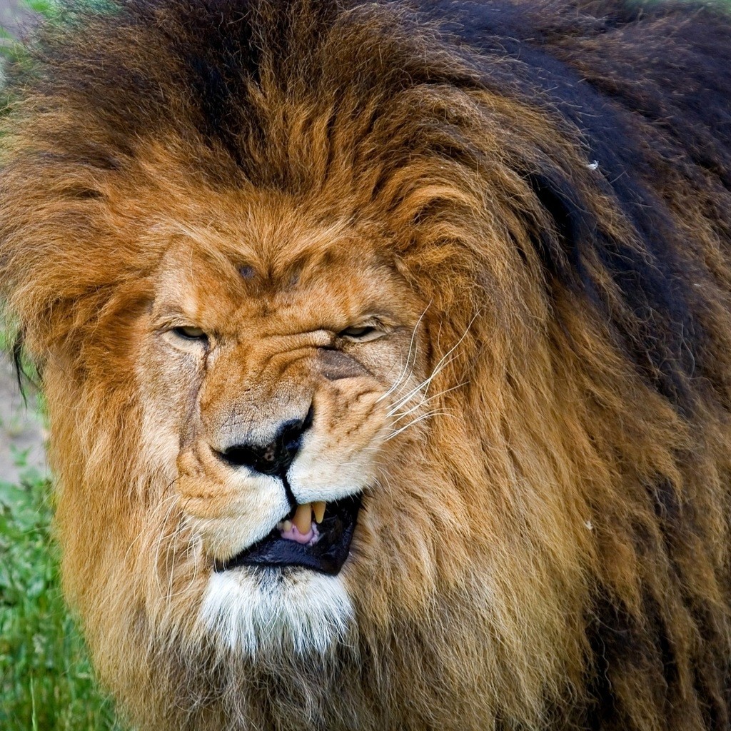 mérges oroszlán