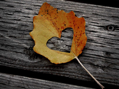 Autumn-Love hdnature pictures com
