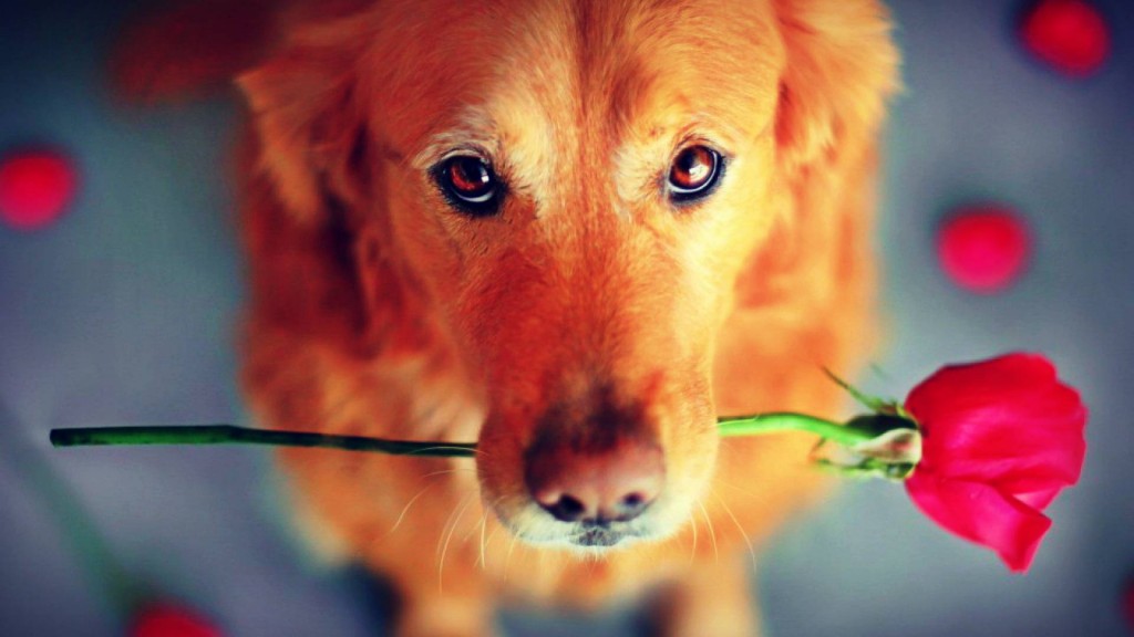 Picture-of-Cute-Dog-Bring-a-Red-Rose-Flower-HD-Wallpaper