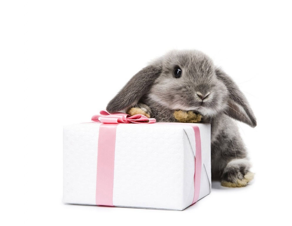 bunny-and-present-wallpapers_33047_1366x768