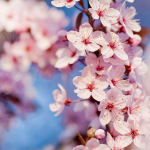Csodálatos japán cseresznyevirágzás másfél percben