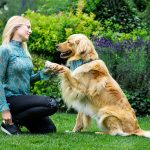 Dog dancing: a táncos lábú kutyák (és gazdik!) sportja