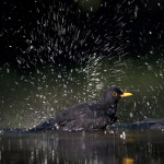 Csinálj Te is madárfürdőt!