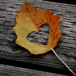 Őszi örömök #3: Gyűjts őszi leveleket!