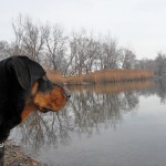 Így sétál egy boldog kutya (és gazdi)