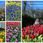 VasárnaPillanatok 396: Tavaszi tulipánvarázs